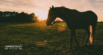 The Magic of Postbiotics in Horses