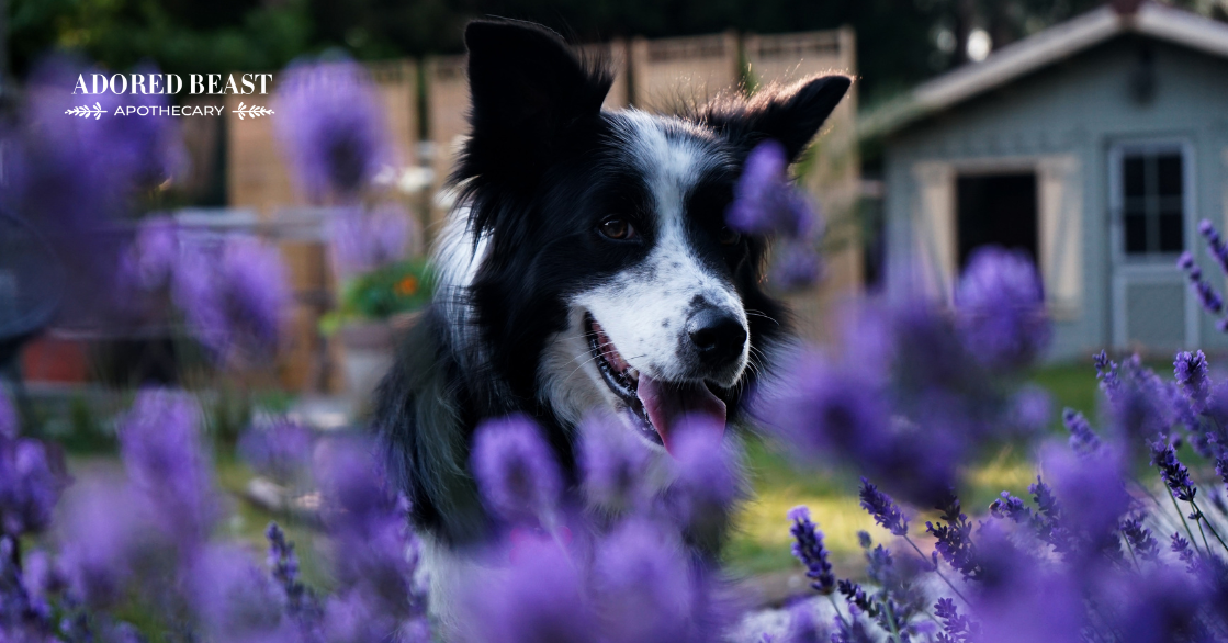 The Ultimate Guide to a Pet Safe Garden