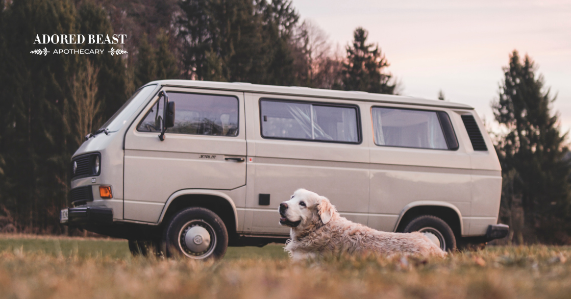 Tips for a Road Trip with a Dog or Cat
