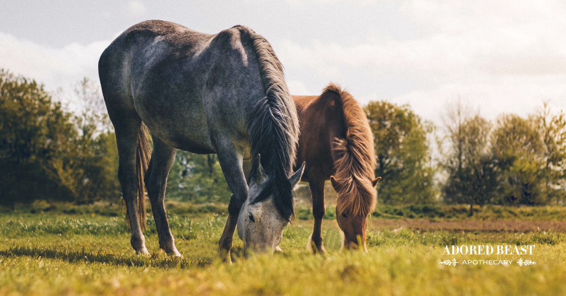 Laminitis in Horses: Causes, Prevention, and Support