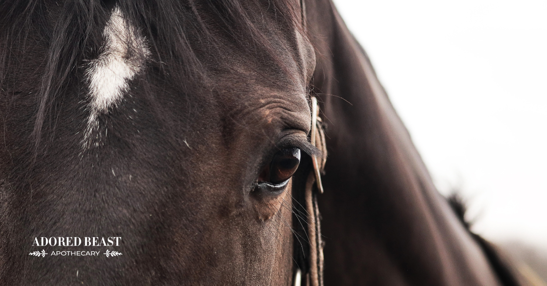 Free Fecal Water Syndrome in Horses