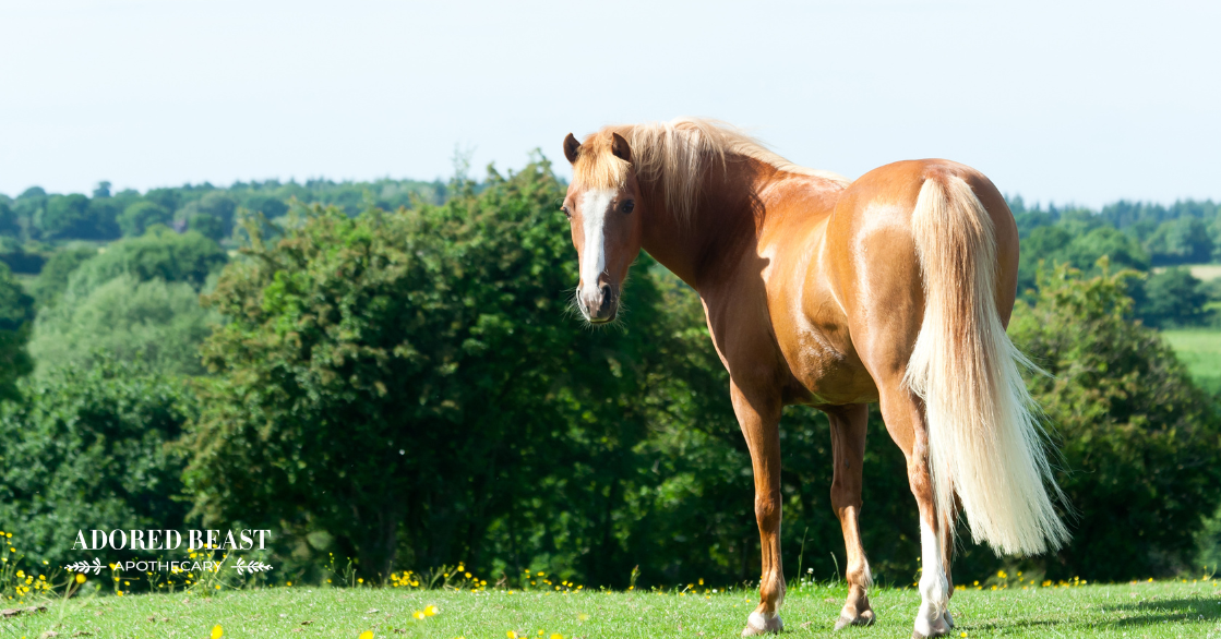Sweet Itch in Horses: Beyond Conventional Care