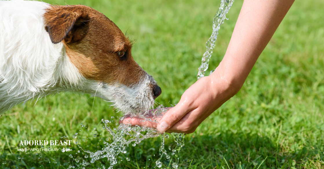 How Much Water Should a Dog Drink Per Day? The Importance of Hydration