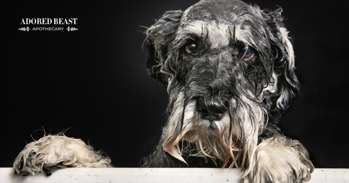 Is Your Dog Shampoo Safe??