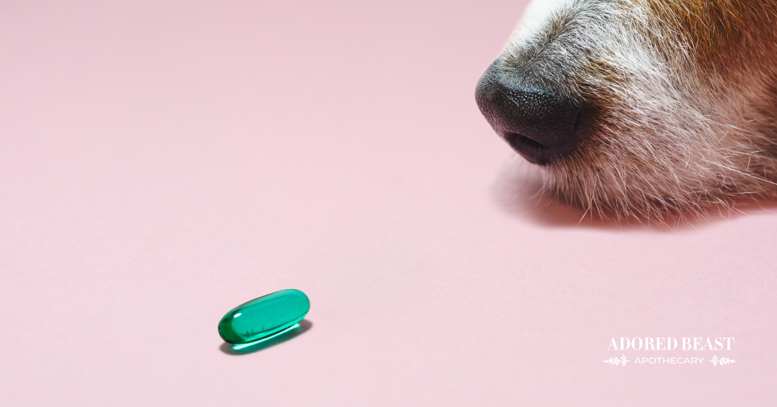 Conventional Drugs for Dogs: Friend or Foe?