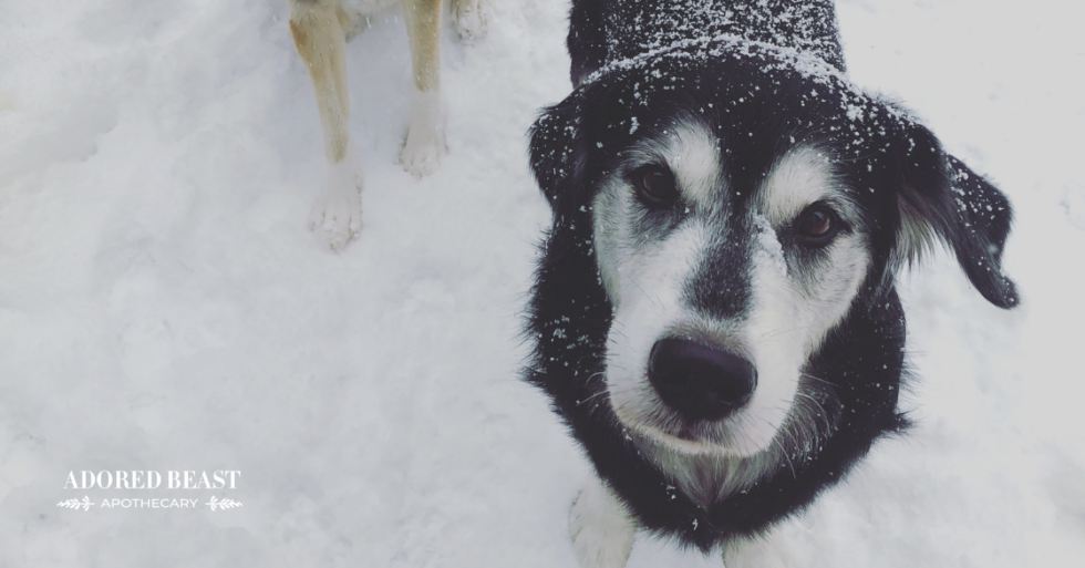 Tips for Supporting a Blind Dog
