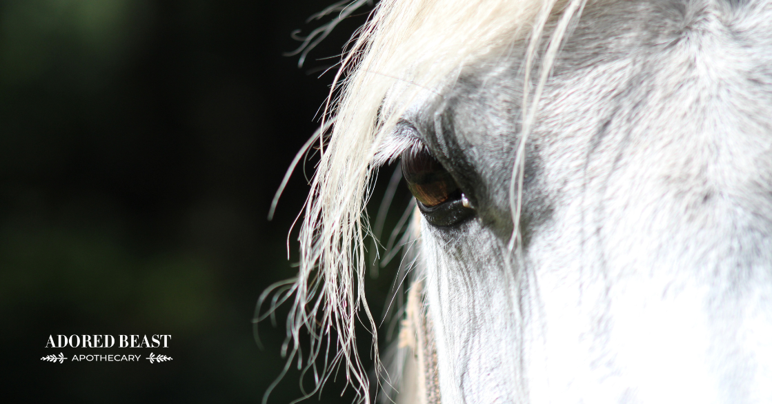 Caring for Your Senior Horse, Now & in the Future