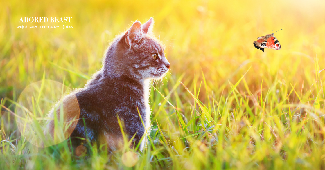 species specific probiotics for cats
