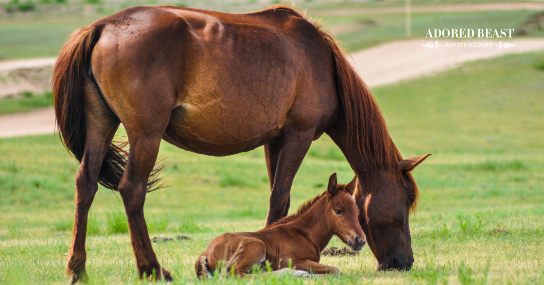 Nutritional Support for Young Horses
