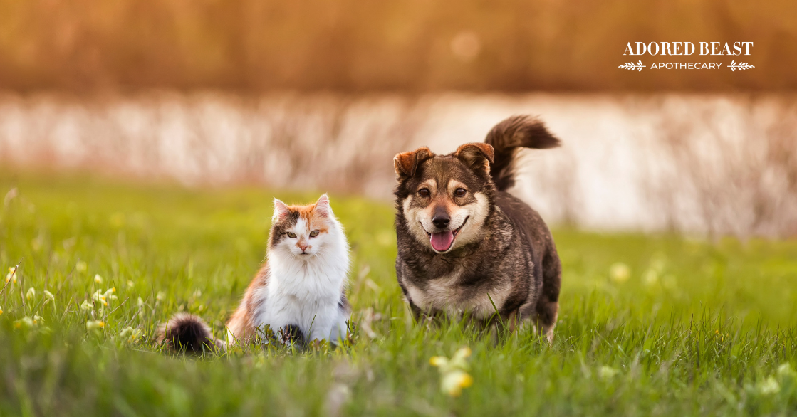 The Importance of Prebiotics for Dogs and Cats and Where to Find Them