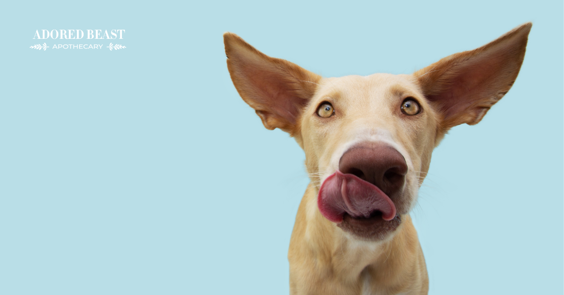 probiotic treats for dogs