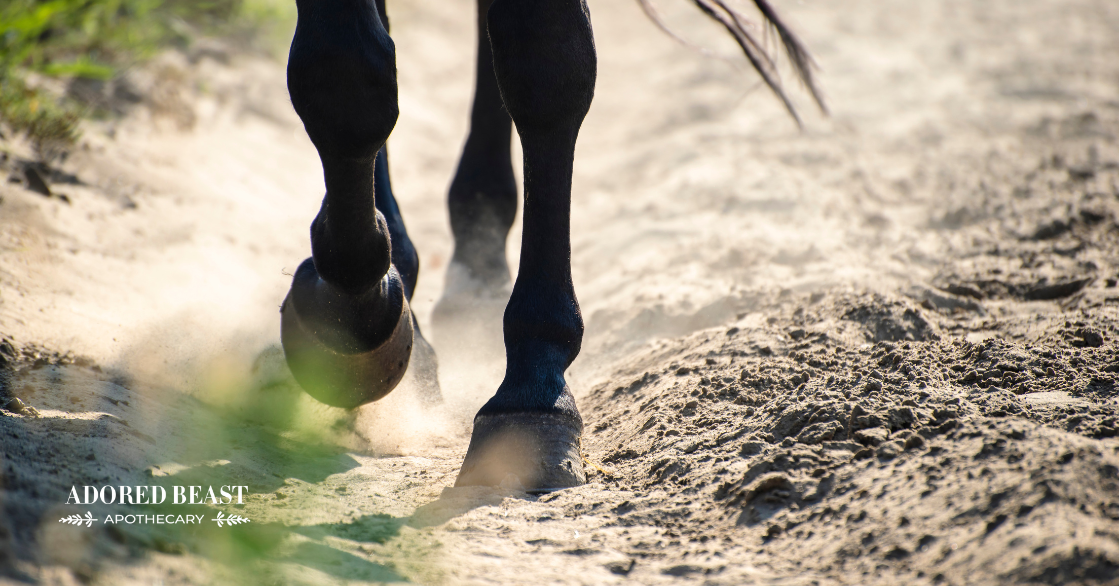 mud fever in horses