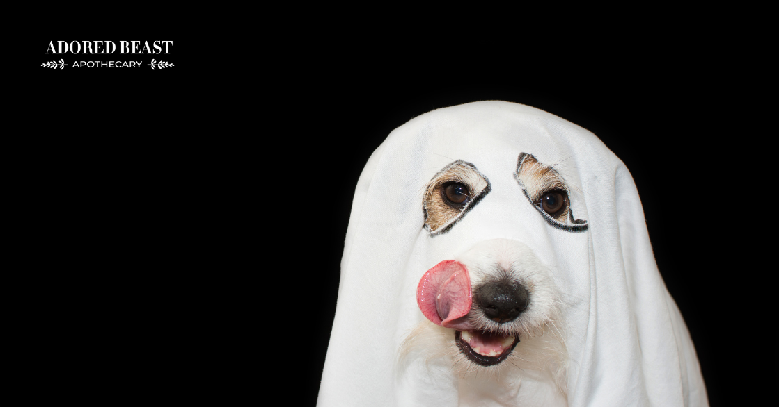 3 DIY Halloween Treats for Dogs