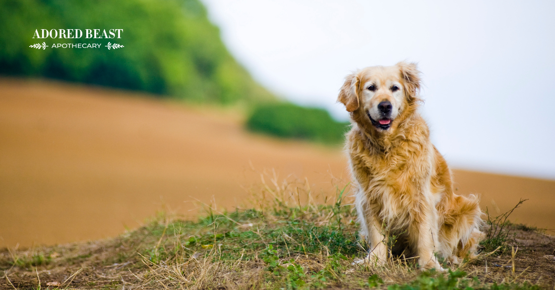 Caring for a Senior Dog: Important Pieces of Advice