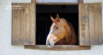 Calcium Deficiency in Horses: Is Your Horse Getting Enough