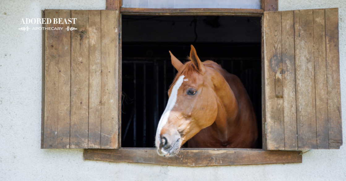 calcium deficiency in horses