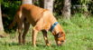 Why Do Dogs Eat Poop? (& How to Curb it)