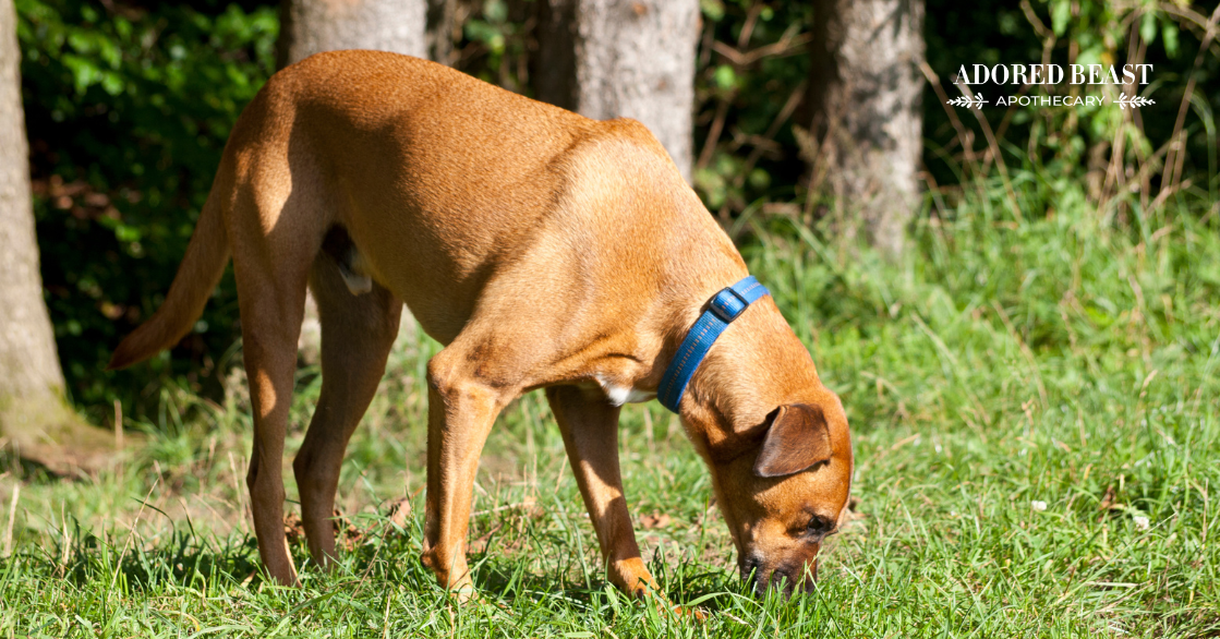 Why Do Dogs Eat Poop? (& How to Curb it)