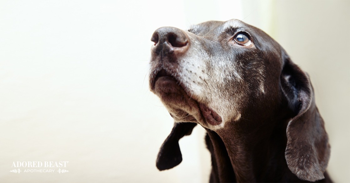 Dog Dementia: Dealing with Canine Cognitive Dysfunction