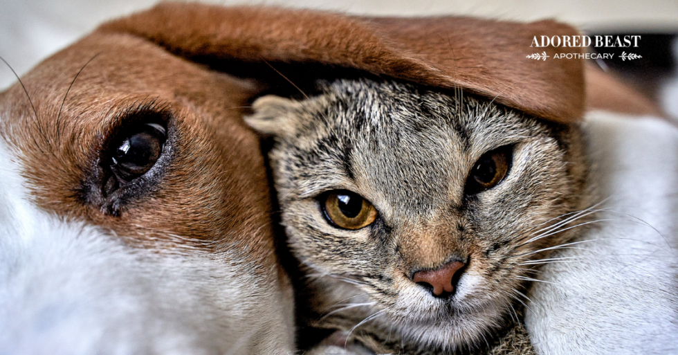 The Best Antioxidants for Dogs and Cats