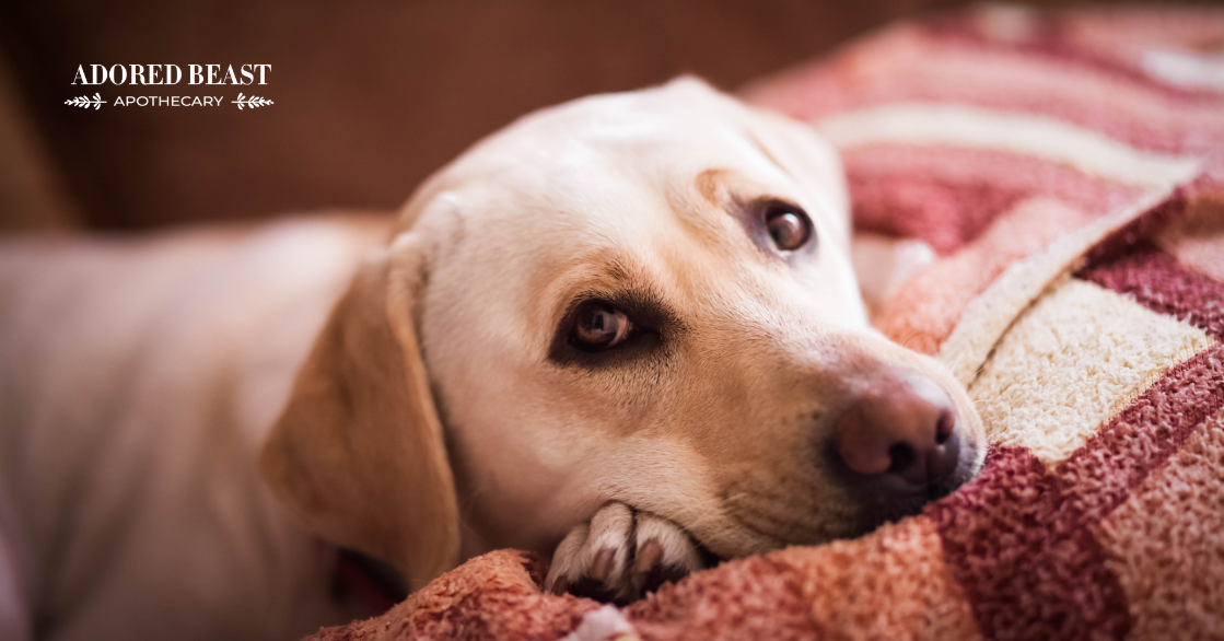 IBD in Dogs: Symptoms, Causes, & How to Manage it
