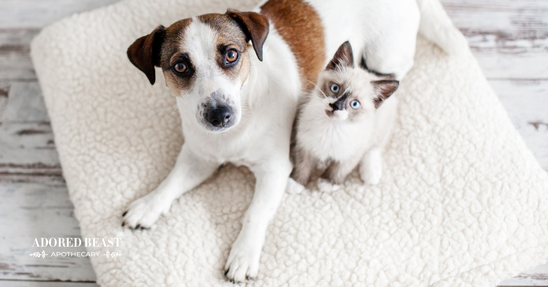 Mineral Deficiencies in Dogs and Cats