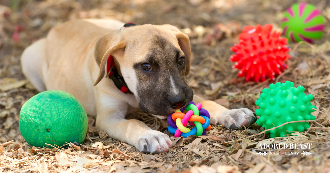 The Importance of Cleaning Dog Toys (& How to Do it)