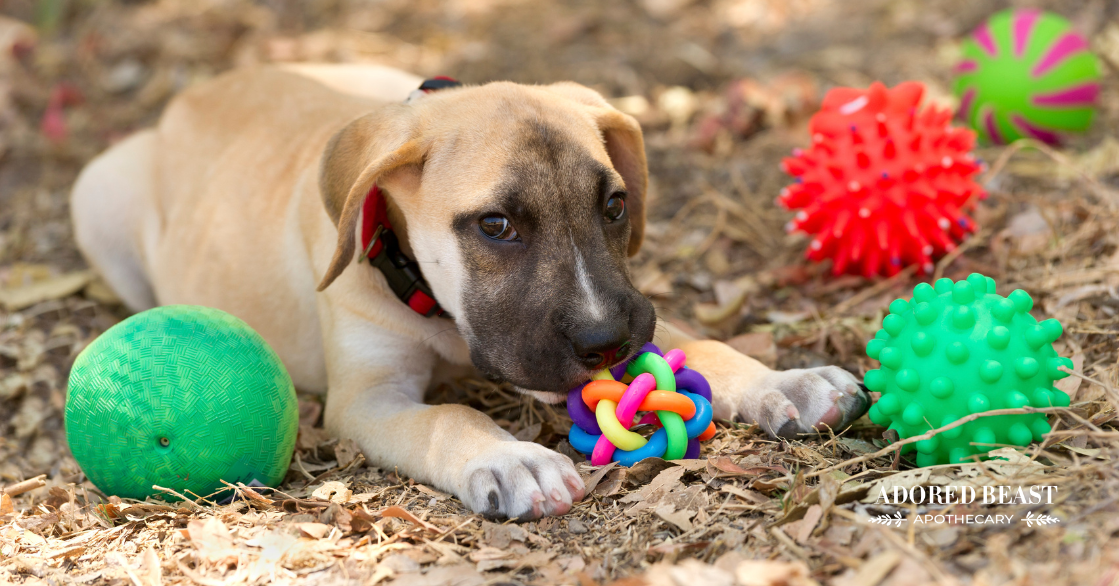 Cleaning dog clearance toys