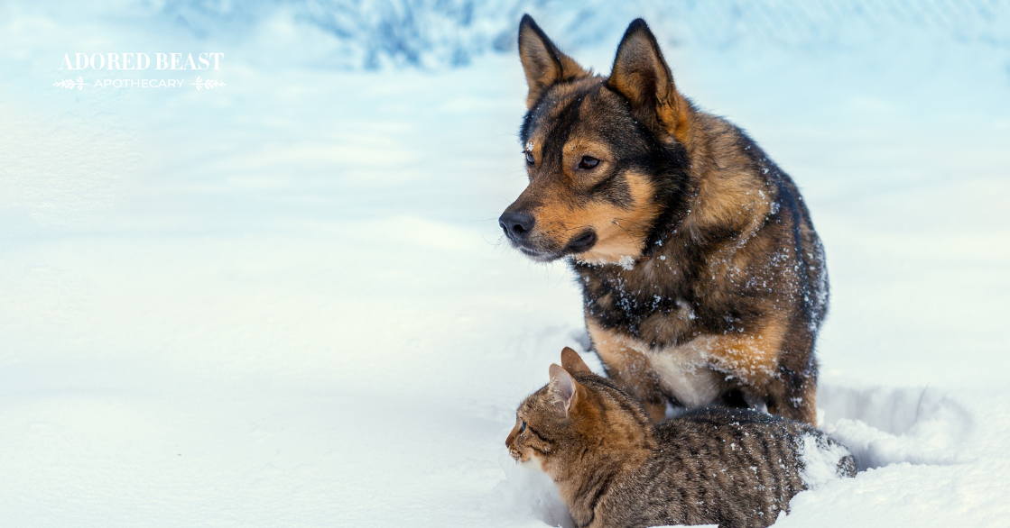 Tips for Winter Immune Support for Pets