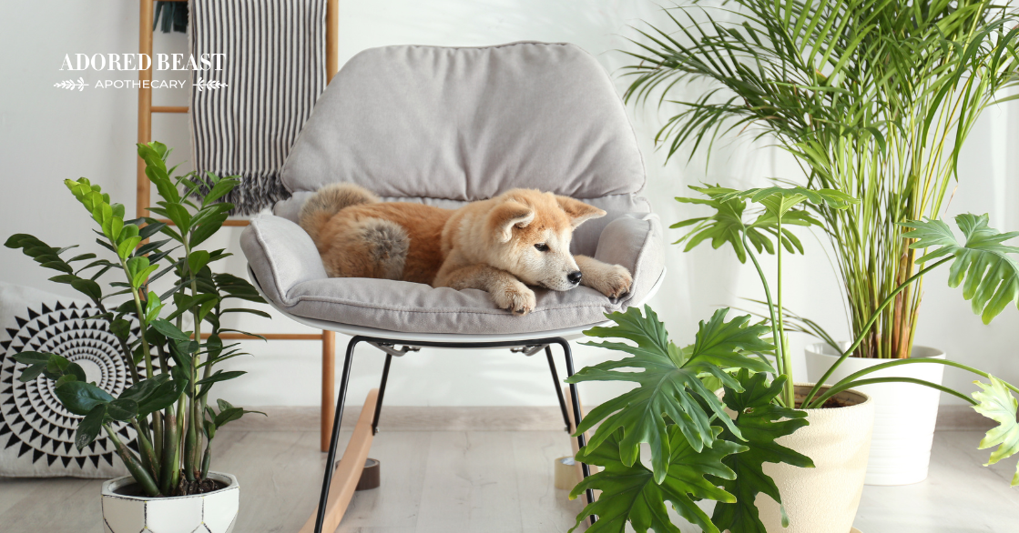 Safe Houseplants for Pets (& Ones to Avoid)