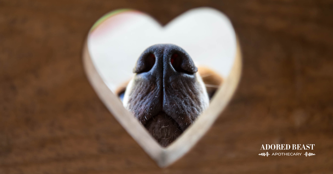 Heart Health Tips for Dogs and Cats