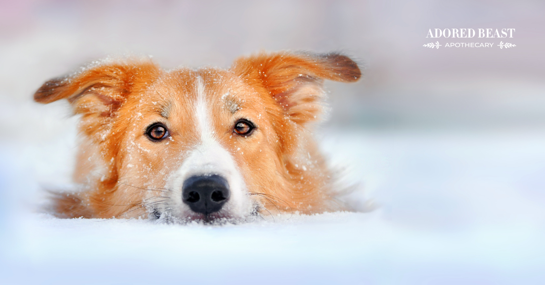 dogs with dry skin in winter