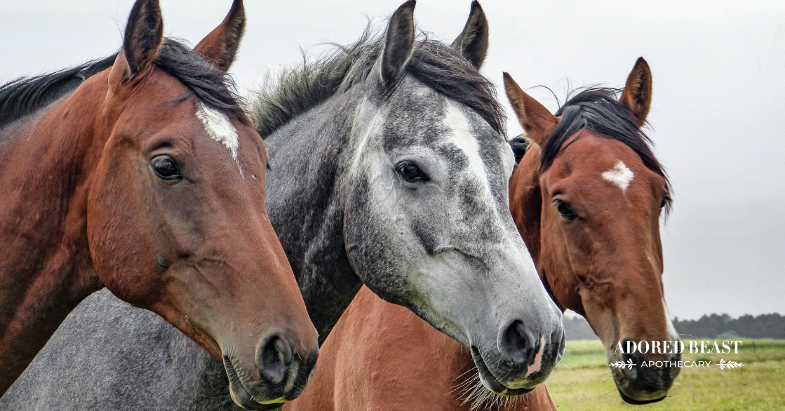 Top 6 Nutritional Deficiencies in Horses