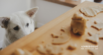 Healthy Dog Treat Recipe