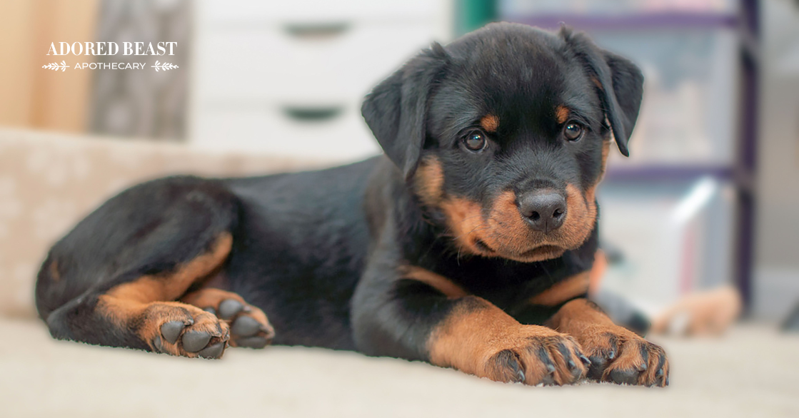Puppy Tips: How to Prepare for the New Addition