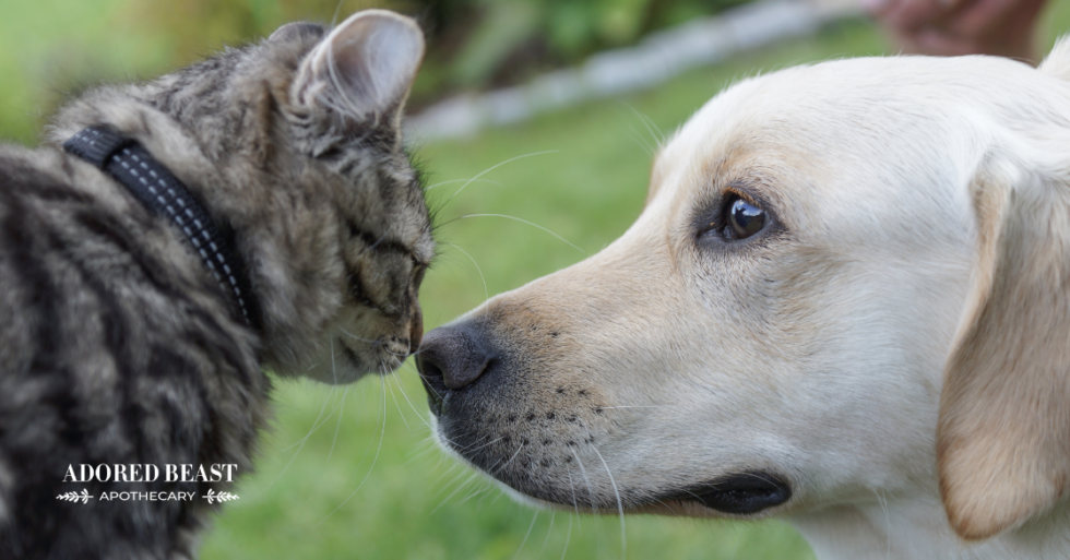 The Benefits of NAcetyl Glucosamine for Dogs and Cats