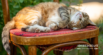 Allergies in Cats: How to Support Your Feline