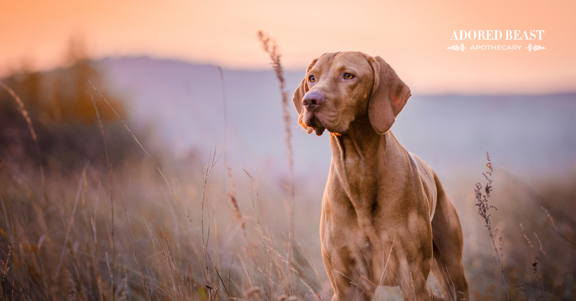 Seizures in Dogs: Types, Causes, and Natural Approaches