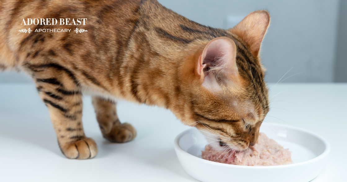 how to give a cat supplements