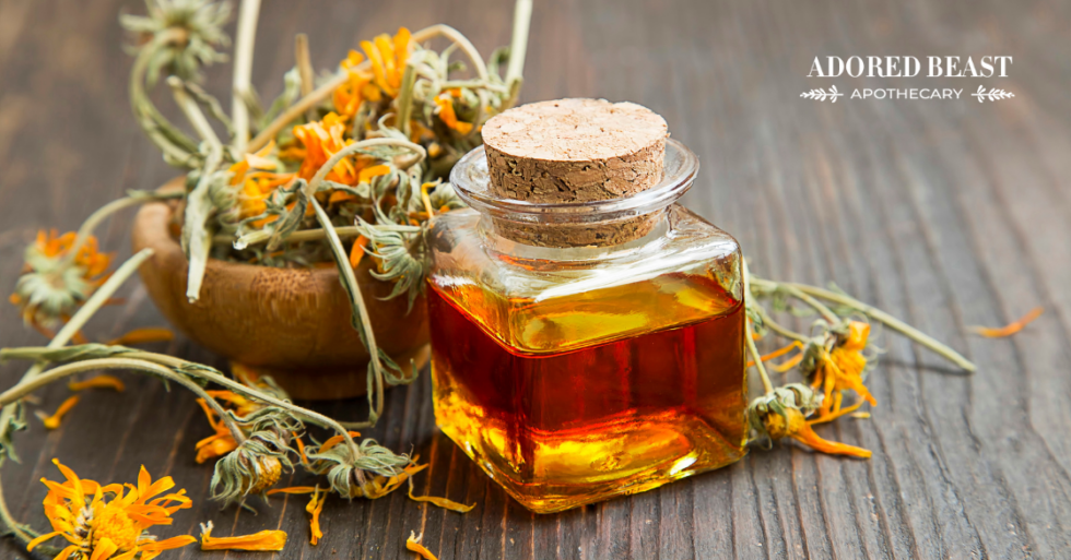 How to Use Calendula for Dogs and Cats