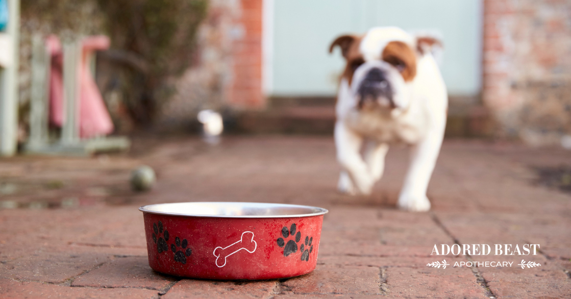 Important Things to Consider When Fasting a Dog