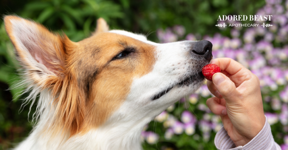 Why We Love Strawberries for Dogs (Plus a Fun Summer Treat)