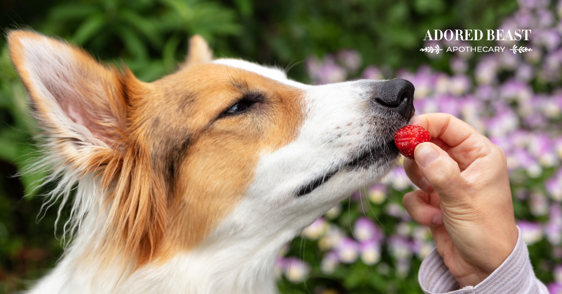 strawberries for dogs