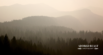 Wildfire Smoke and Pets: Impacts & Tips for Protection