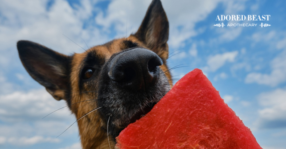 Can Dogs Eat Watermelon?