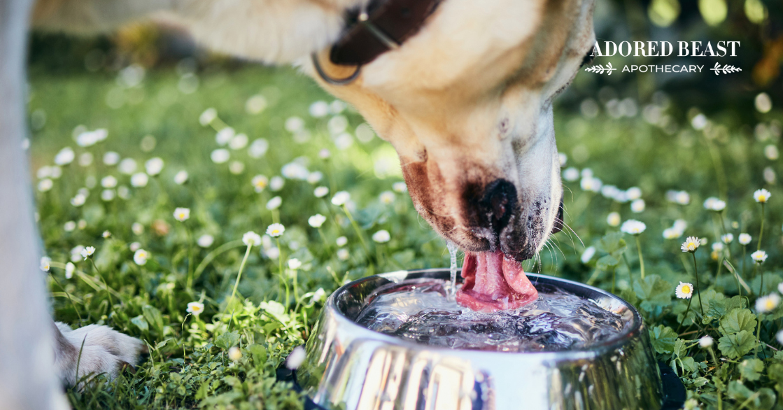 dehydration in dogs