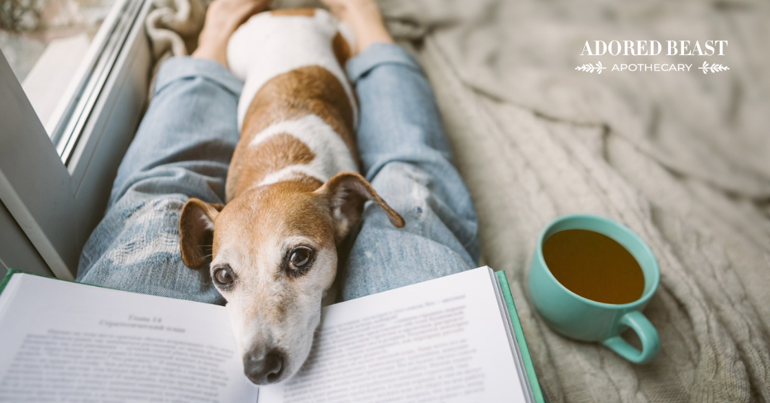Green Tea for Dogs: Benefits and Uses