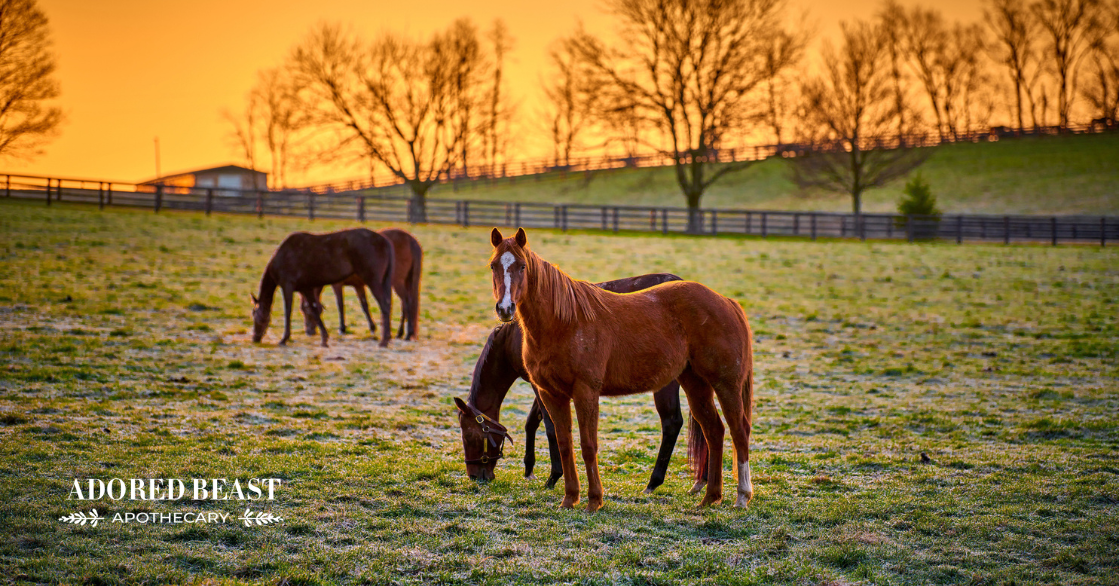 Stress Management for Horses: 5 Important Tips