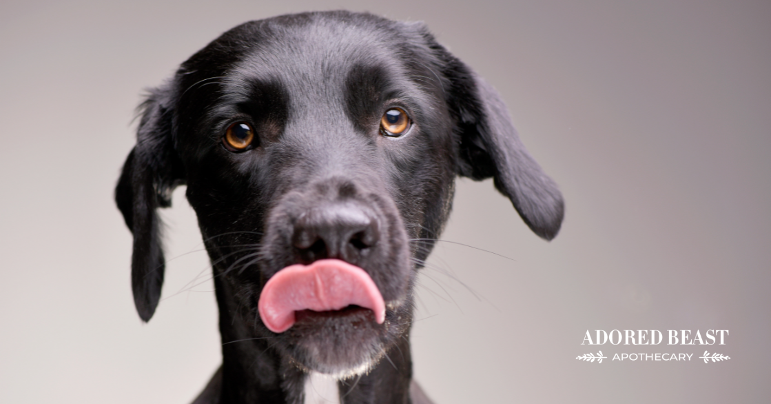Acid Reflux In Dogs Symptoms Management