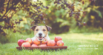 Can Dogs Eat Apples?